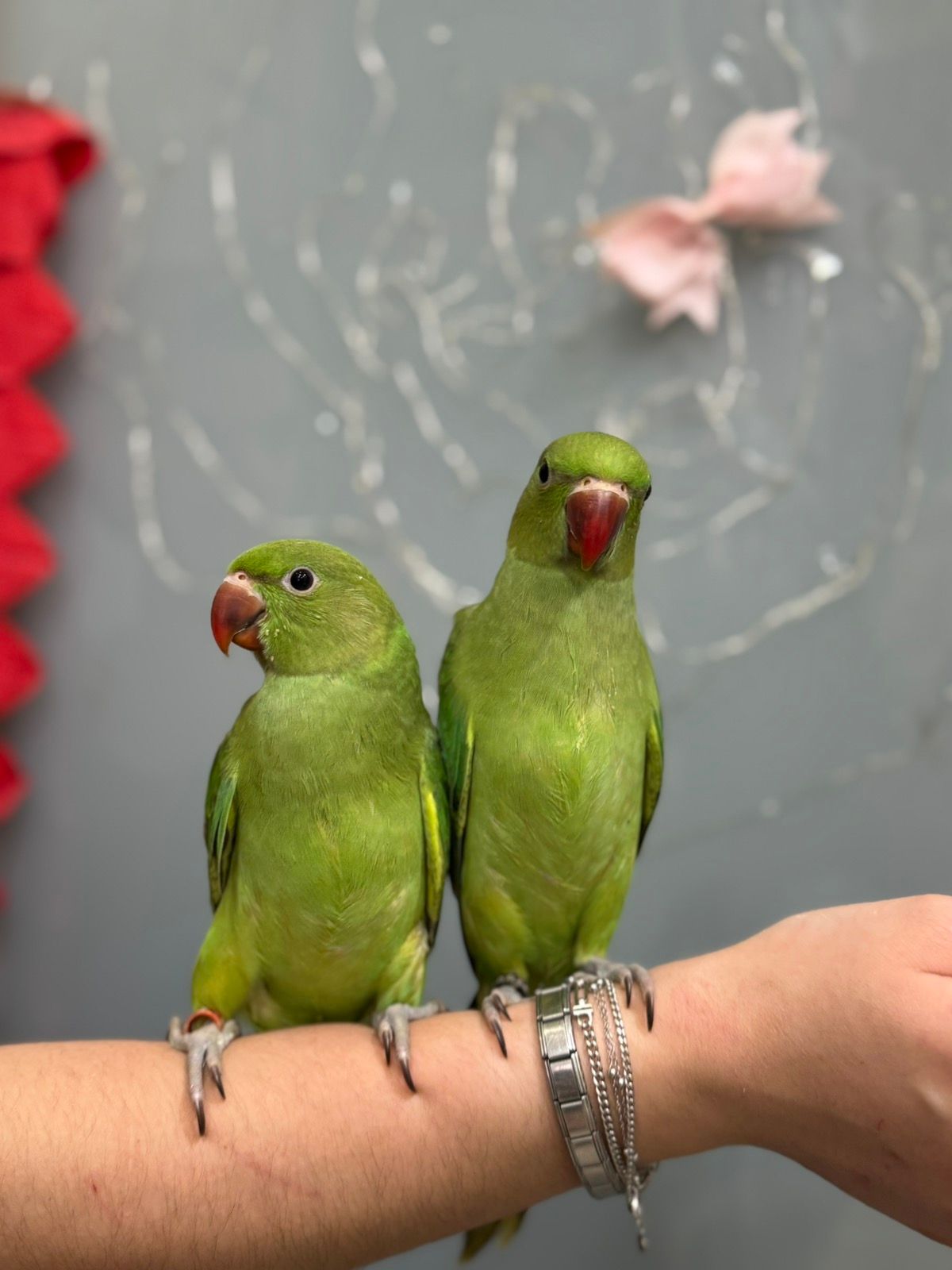 Намистові папужки, намистовий папуга ожереловий ручні