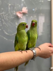 Намистові папужки, намистовий папуга ожереловий ручні