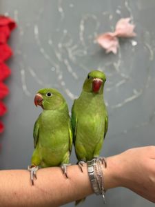 Намистові папужки, намистовий папуга ожереловий ручні