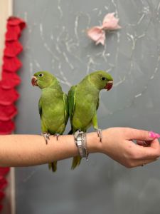 Намистові папужки, намистовий папуга ожереловий ручні