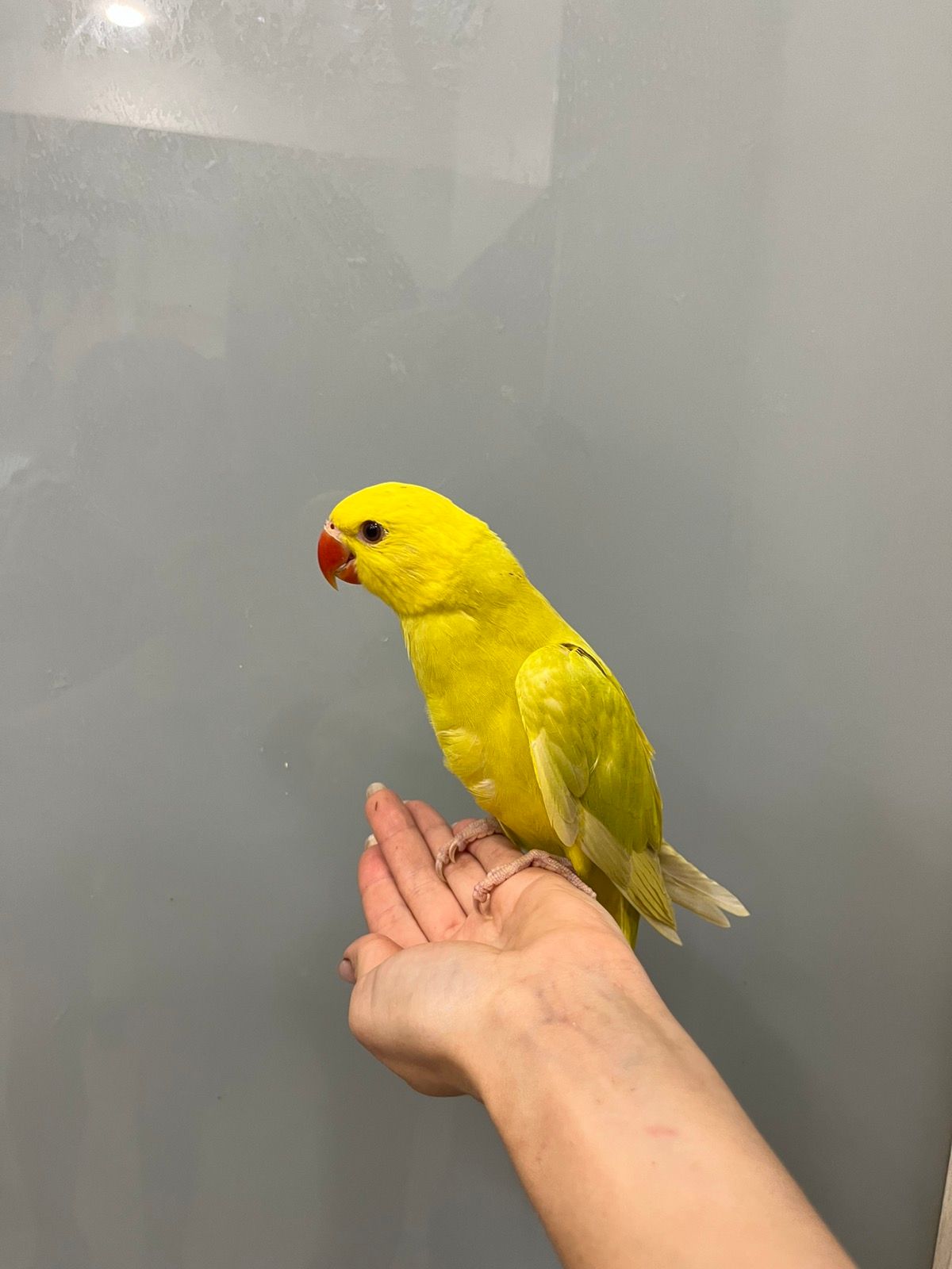 Намистовий папуга, ожерелки жовті, жовто-салатові ручні