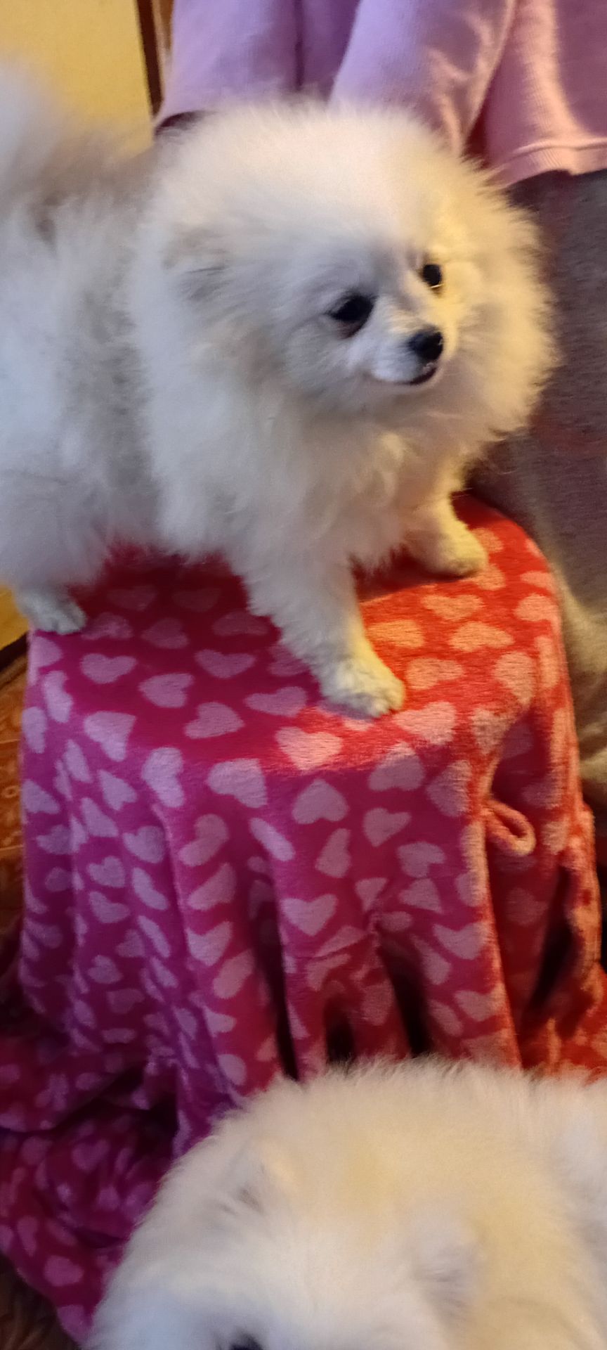 Мальчик Померанского Шпица КСУ мини белого окраса