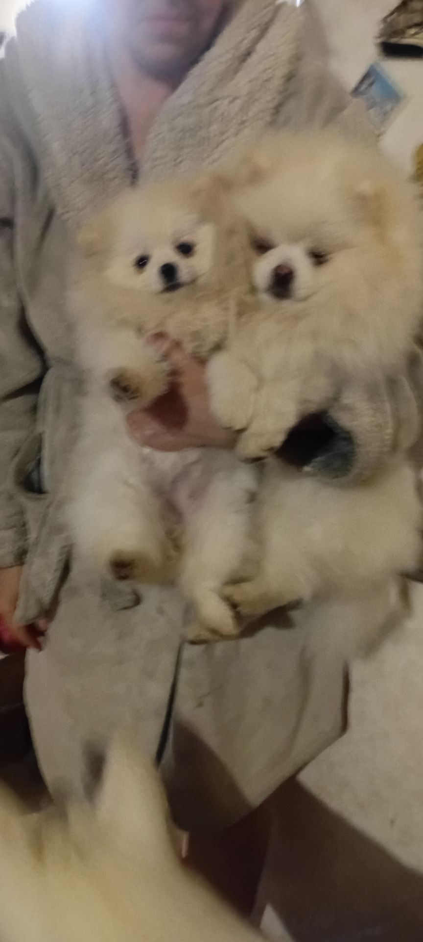 Мальчик Померанского Шпица КСУ мини белого окраса