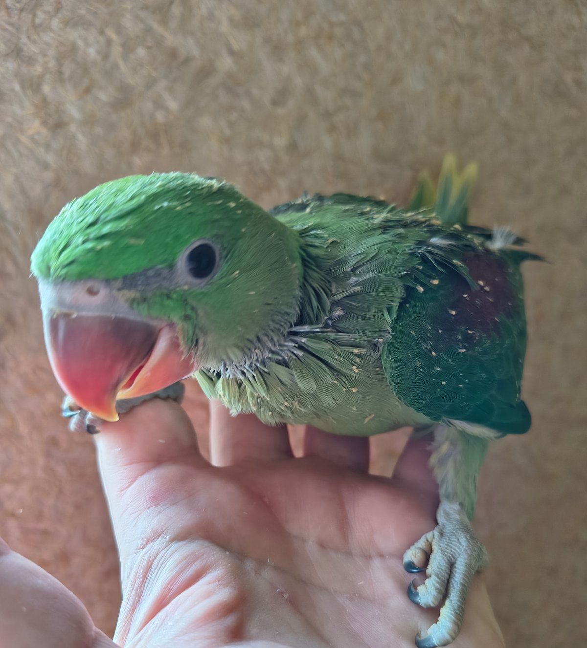 Гарні александрійські папуги віком 2 місяці