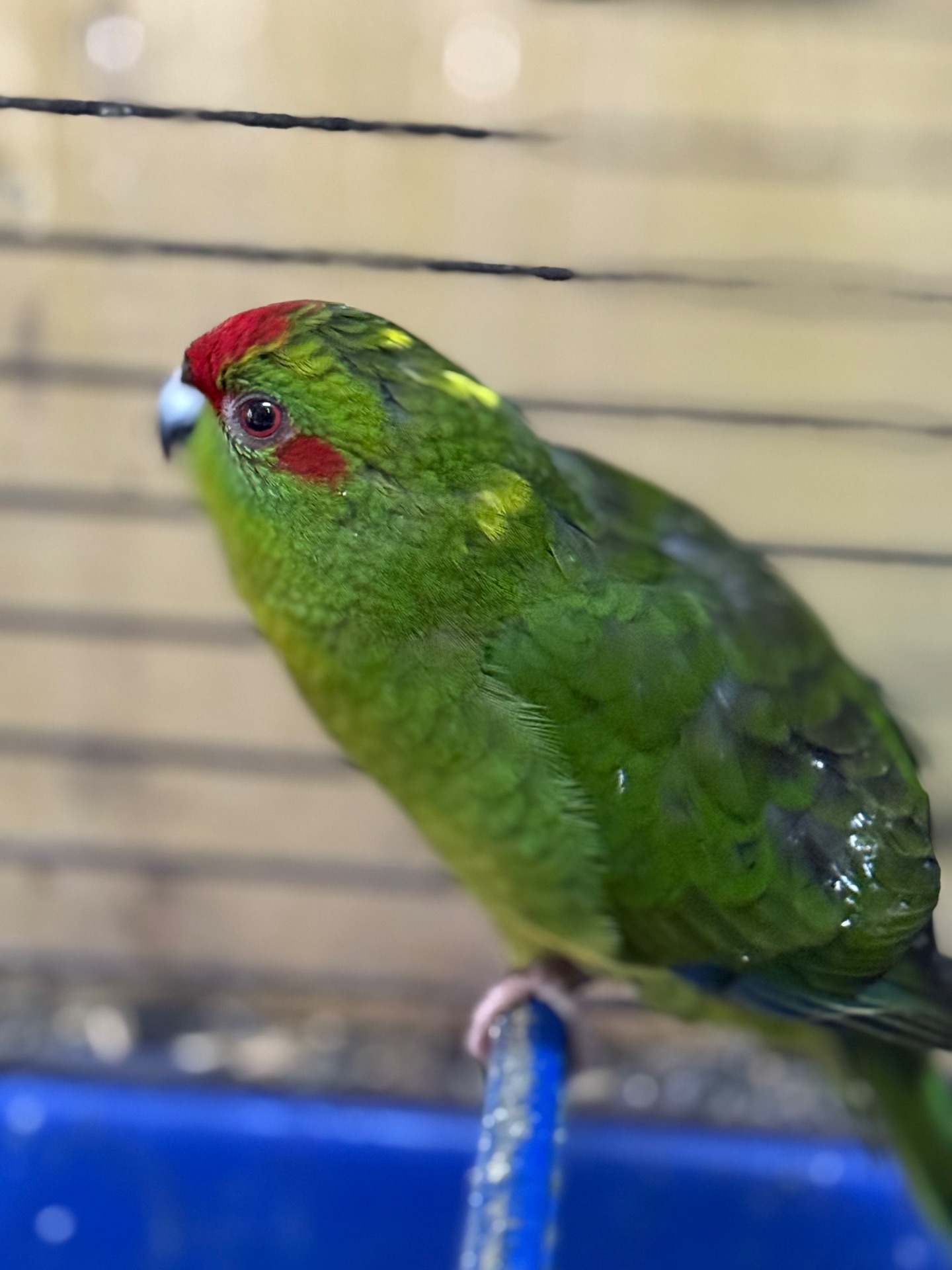 Какарик интересный попугайчик для дома