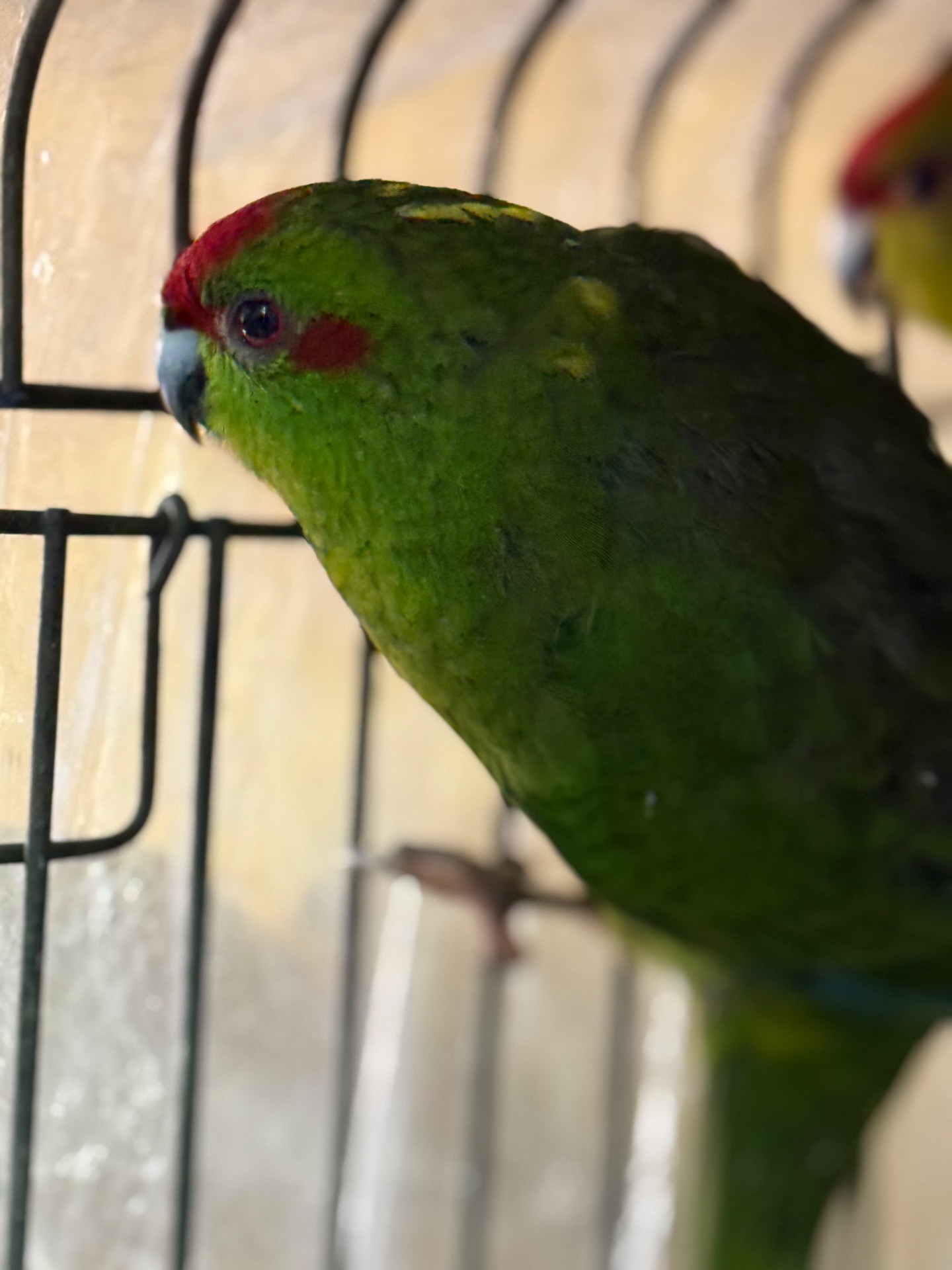 Какарик интересный попугайчик для дома