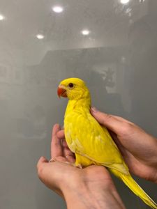 Намистовий папуга, ожерелки жовті, жовто-салатові ручні