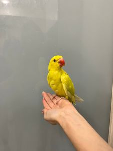 Намистовий папуга, ожерелки жовті, жовто-салатові ручні