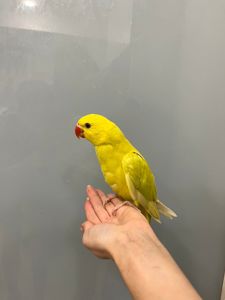 Намистовий папуга, ожерелки жовті, жовто-салатові ручні