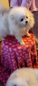 Мальчик Померанского Шпица КСУ мини белого окраса