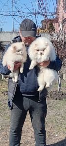 Мальчик Померанского Шпица КСУ мини белого окраса