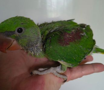 Гарні александрійські папуги віком 2 місяці