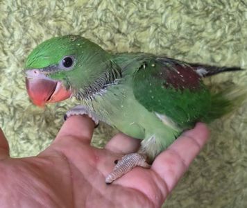 Гарні александрійські папуги віком 2 місяці