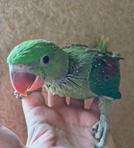 Гарні александрійські папуги віком 2 місяці