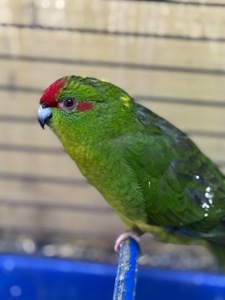 Какарик интересный попугайчик для дома