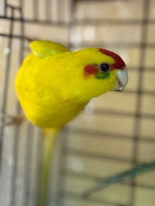 Какарик интересный попугайчик для дома