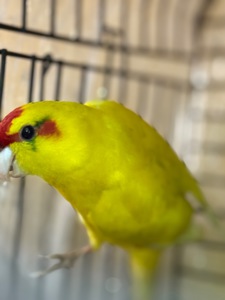 Какарик интересный попугайчик для дома