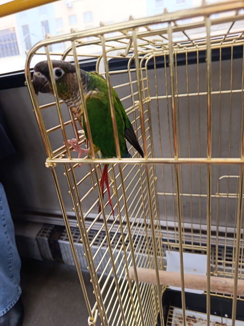 зеленощокий конюр