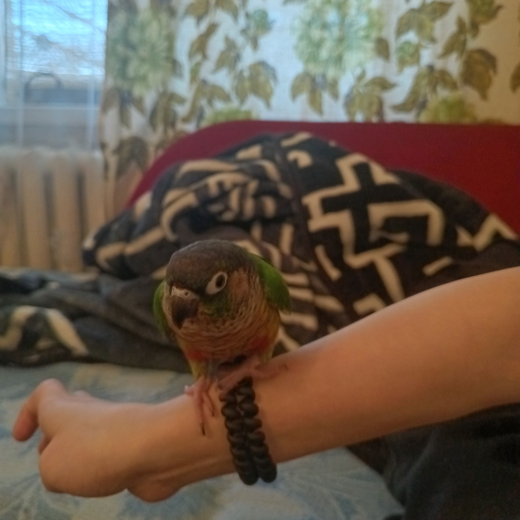 зеленощокий конюр