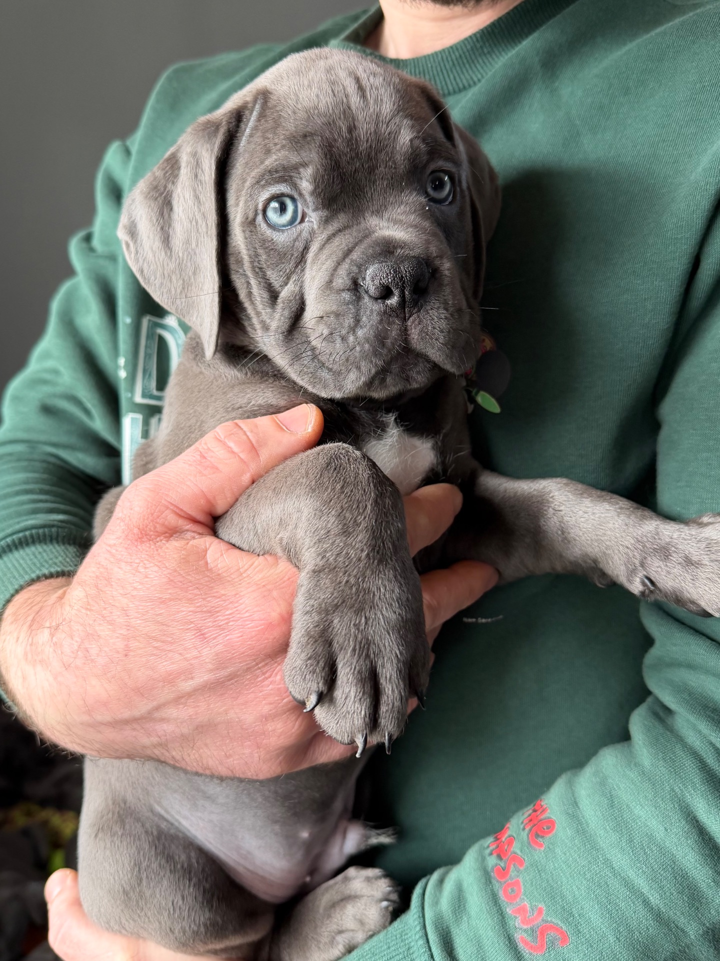 Породні цуценята Кане корсо