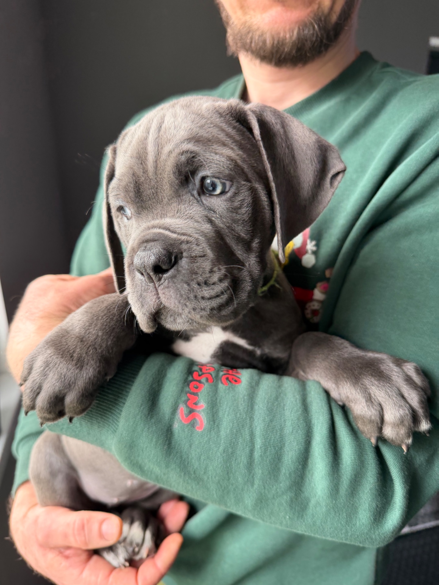 Породні цуценята Кане корсо