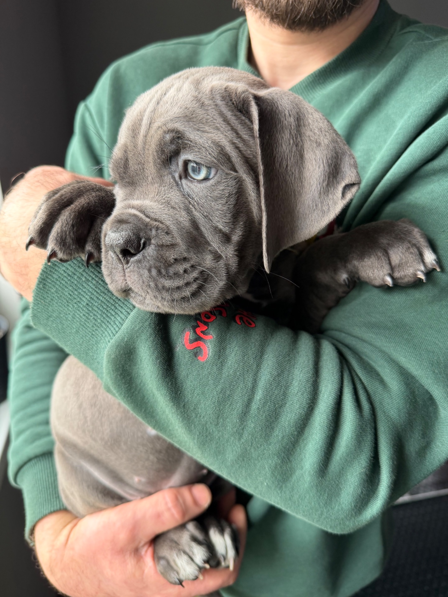 Породні цуценята Кане корсо