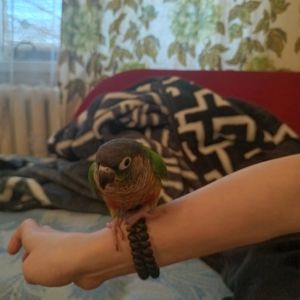 зеленощокий конюр