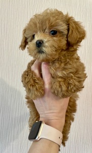 🐶 Дівчинка Мальтіпу ф2— маленьке щастя шукає родину ❤️