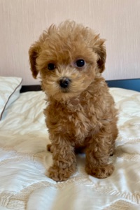 🐶 Дівчинка Мальтіпу ф2— маленьке щастя шукає родину ❤️