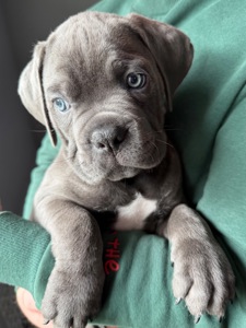 Породні цуценята Кане корсо