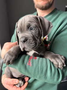 Породні цуценята Кане корсо