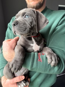 Породні цуценята Кане корсо