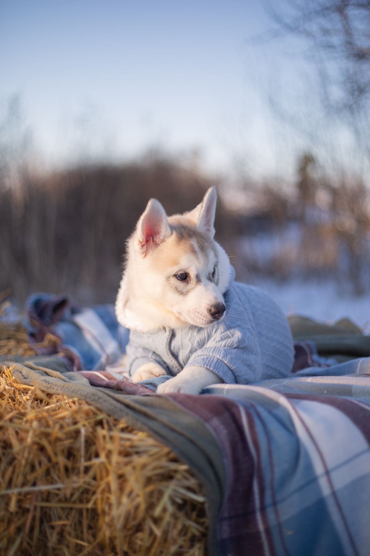 Цуценя хаскі дівчинка КСУ