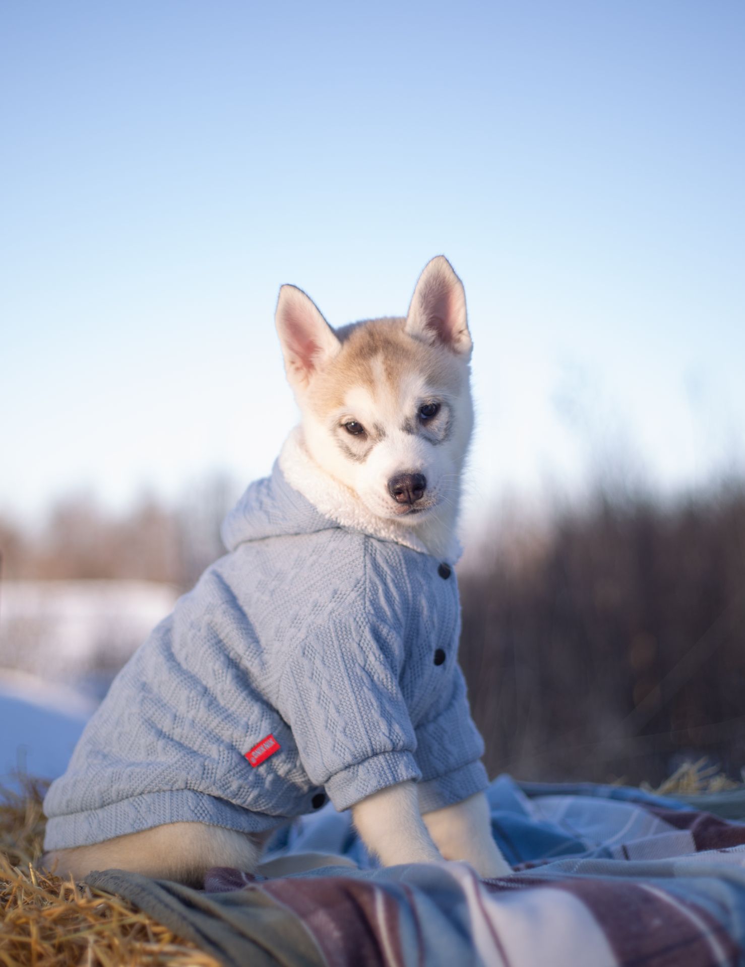 Цуценя хаскі дівчинка КСУ