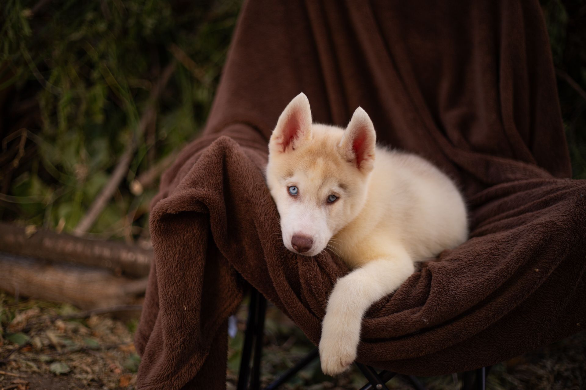 Хаскі хлопчик блакитноокий