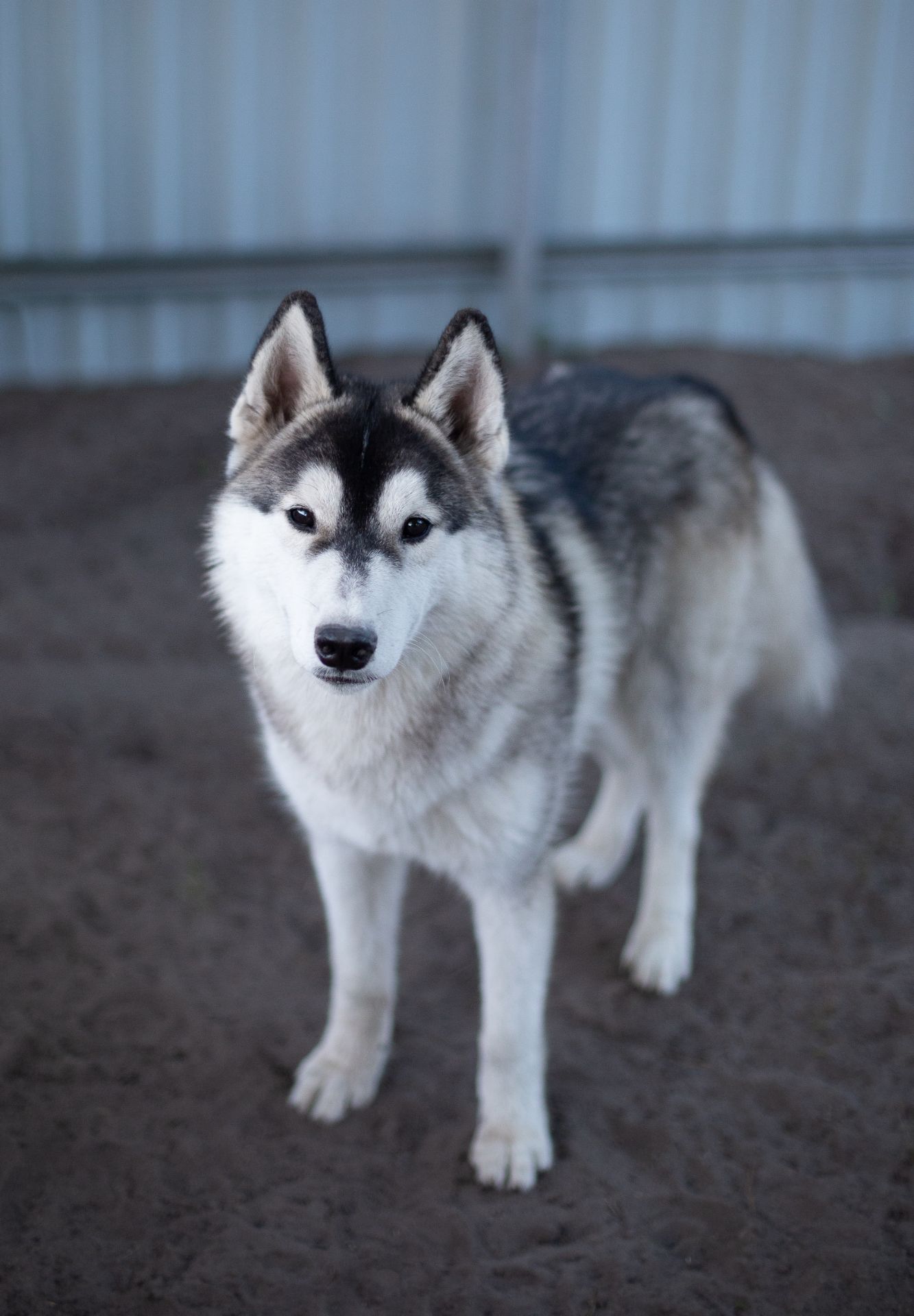 Хлопчик хаскі безкоштовно