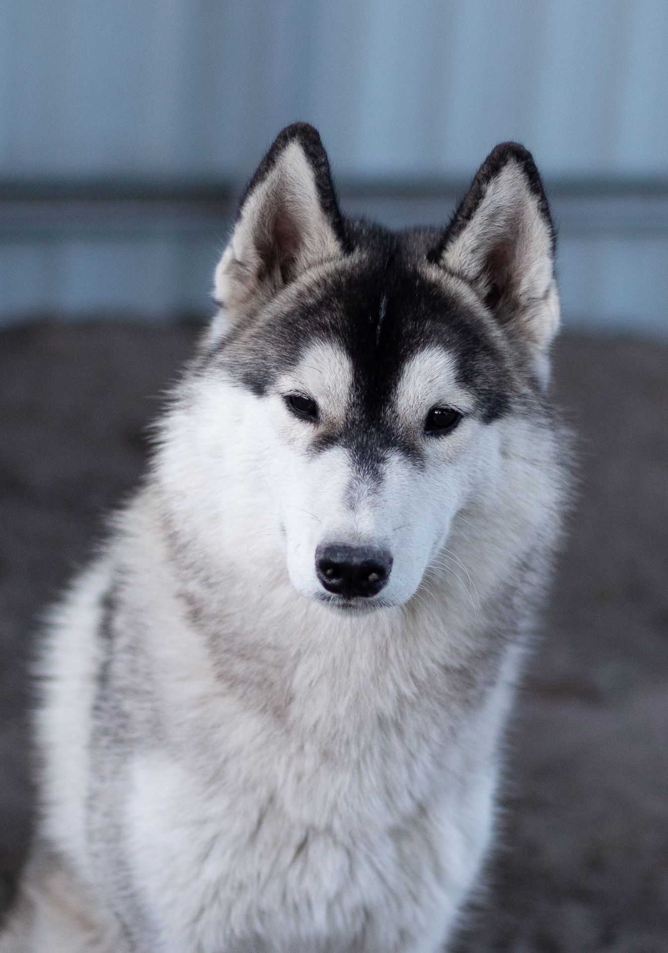 Хлопчик хаскі безкоштовно
