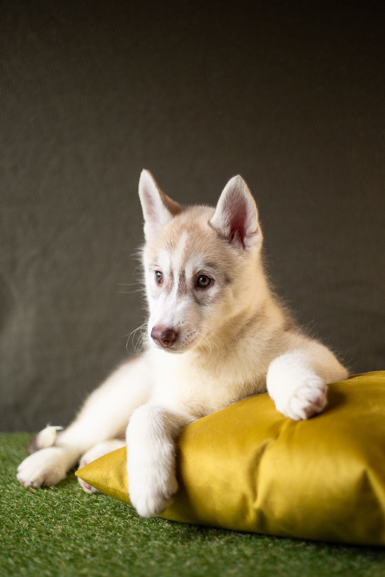 Хаскі дівчинка КСУ