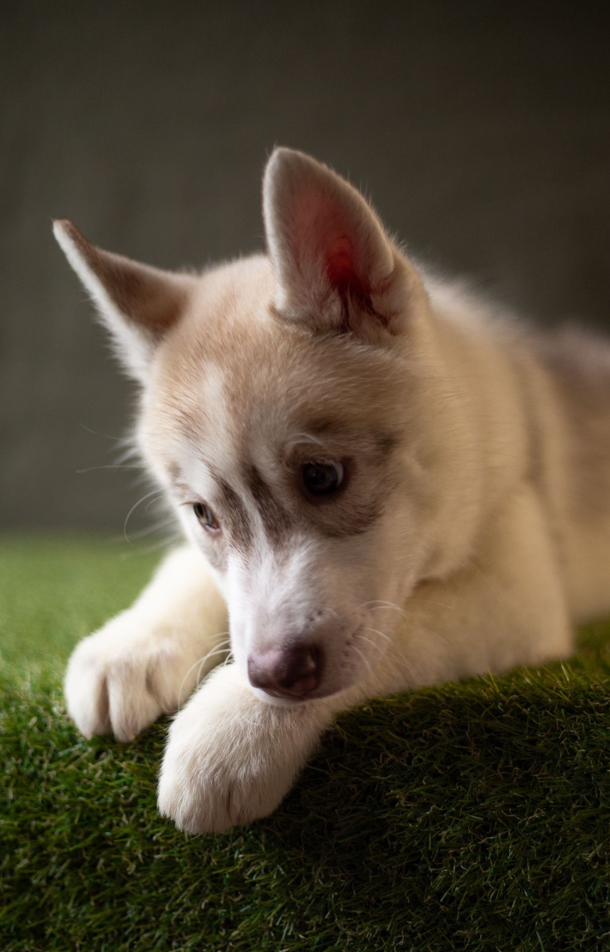 Хаскі дівчинка КСУ