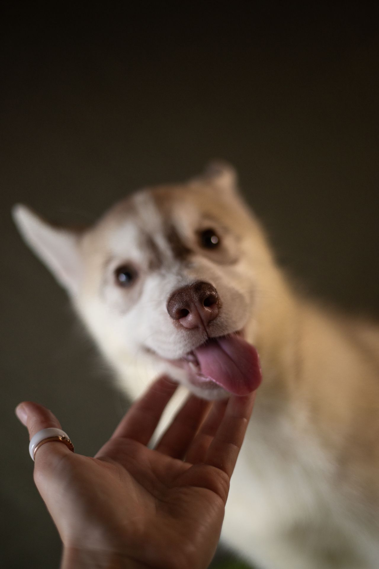 Хаскі дівчинка КСУ