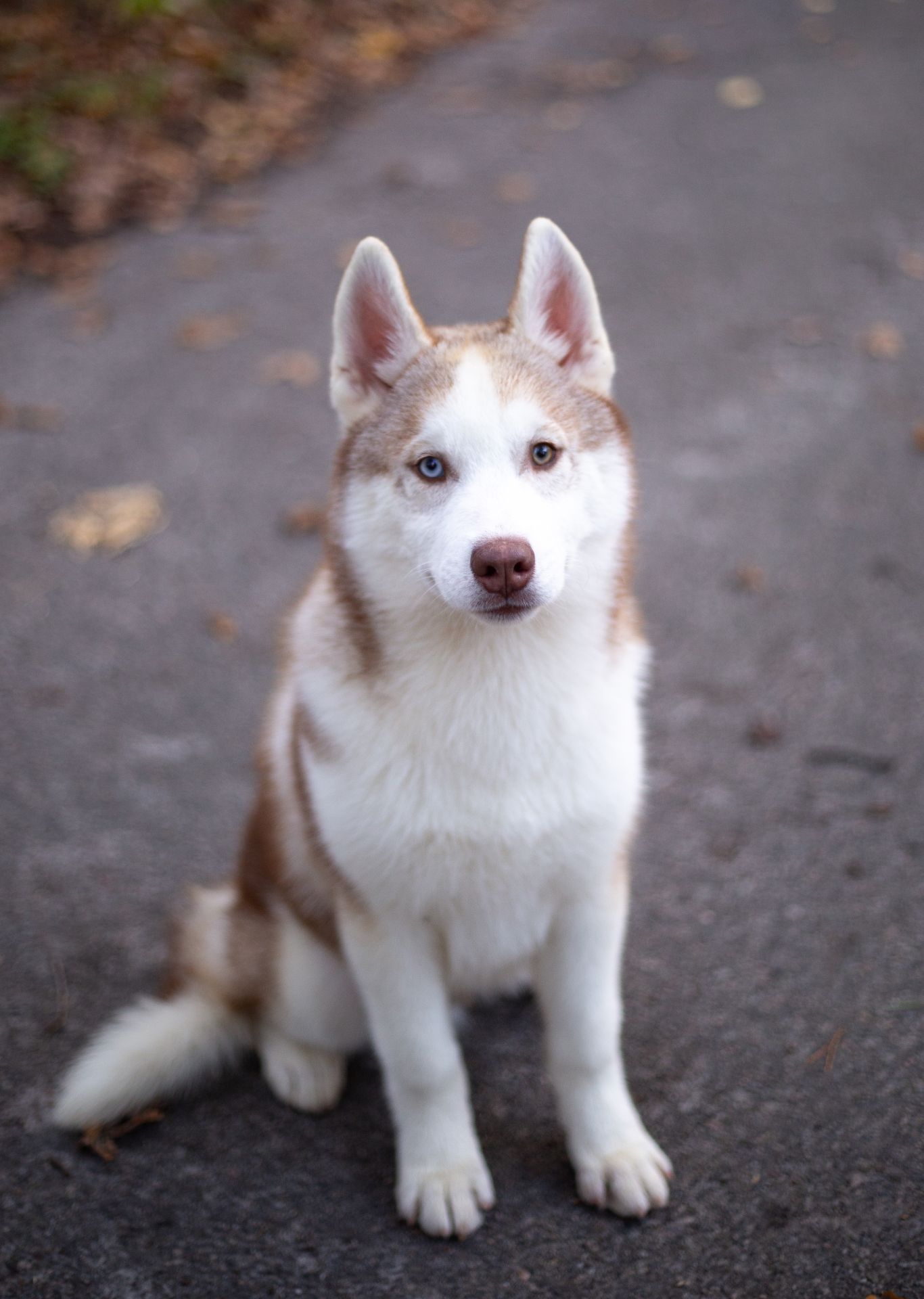 Цуценя хаскі КСУ хлопчик