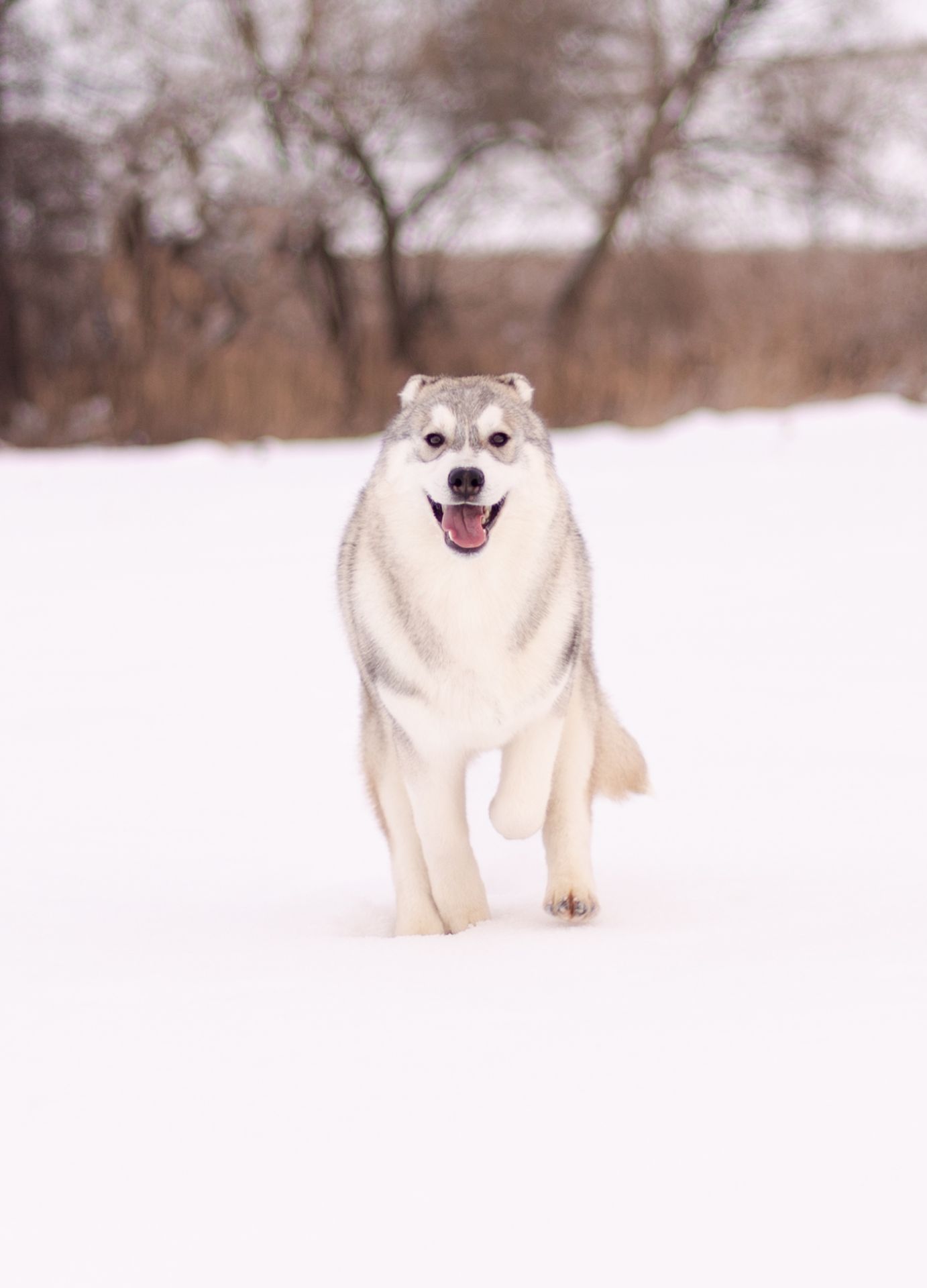 Цуценя хаскі хлопчик шоу-клас