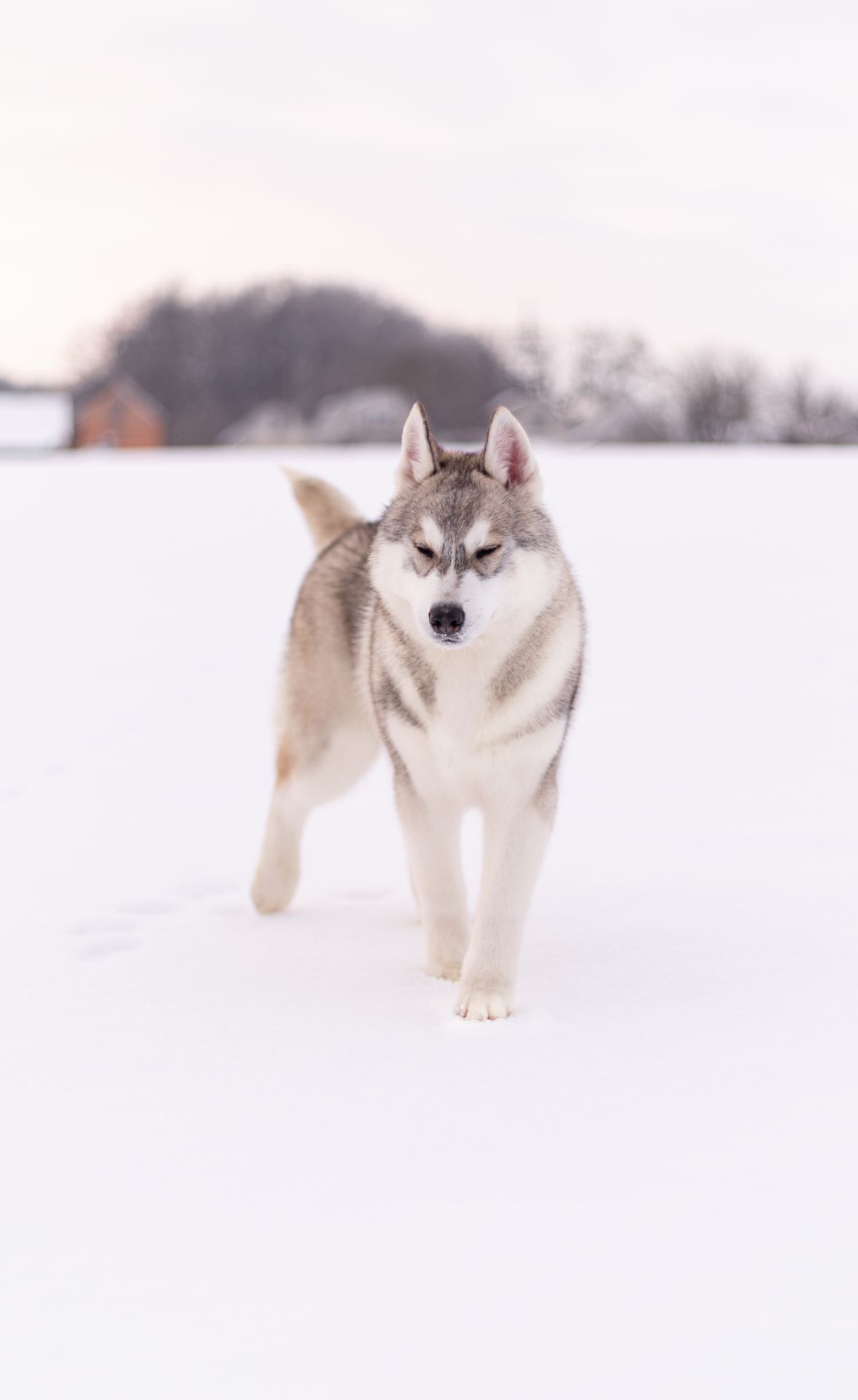 Цуценя хаскі хлопчик шоу-клас