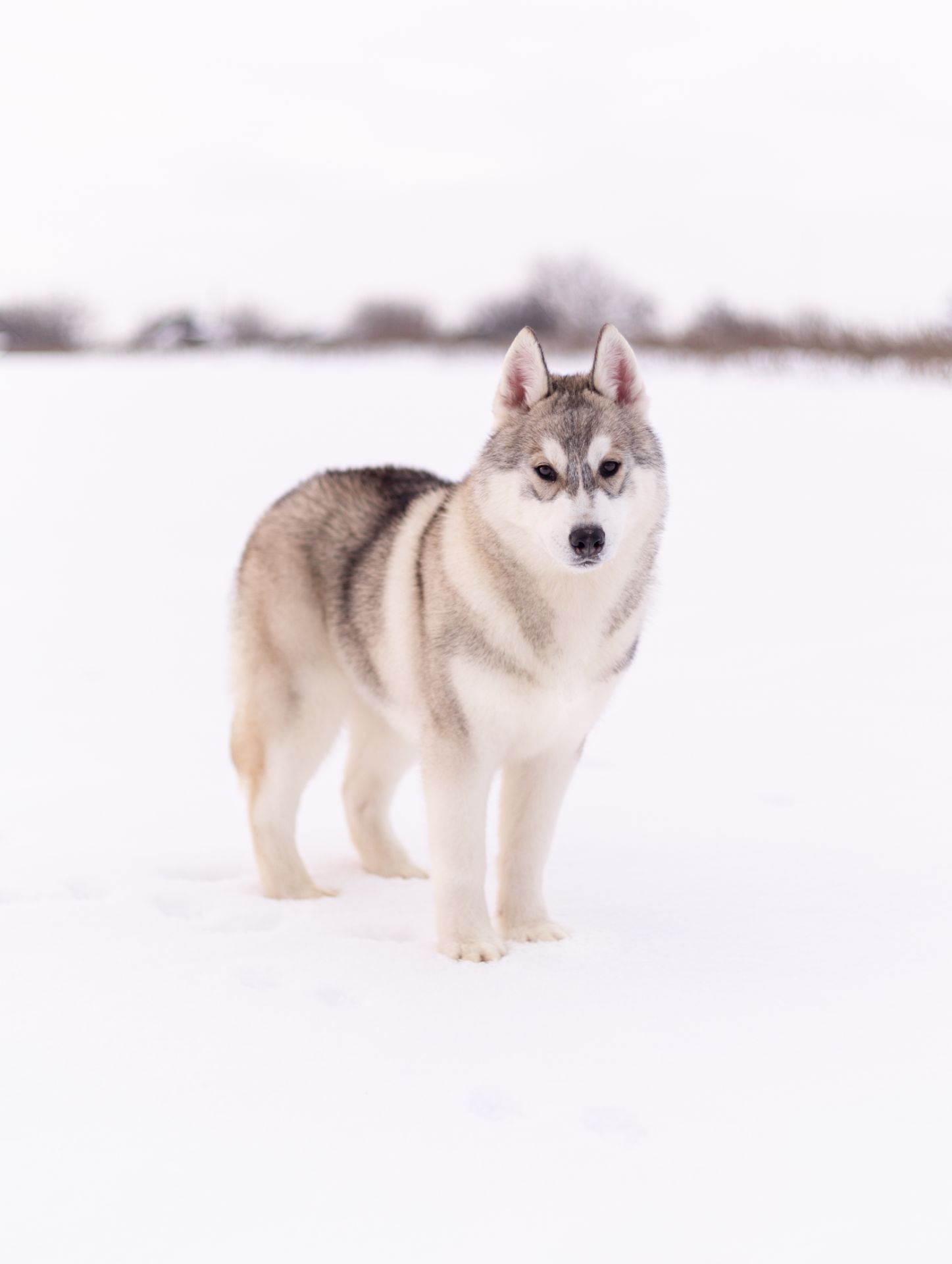 Цуценя хаскі хлопчик шоу-клас