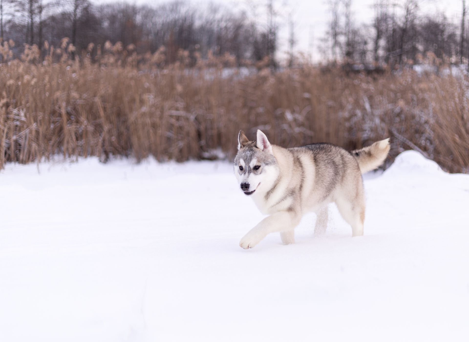 Цуценя хаскі хлопчик шоу-клас
