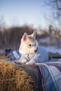 Цуценя хаскі дівчинка КСУ