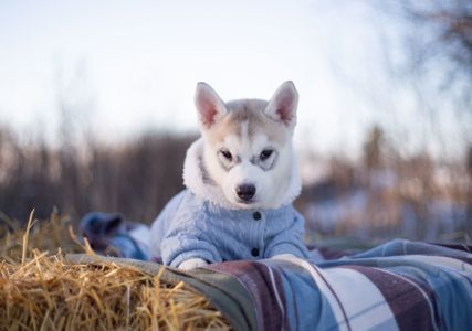 Цуценя хаскі дівчинка КСУ