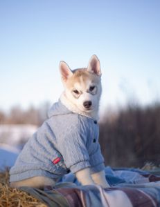 Цуценя хаскі дівчинка КСУ