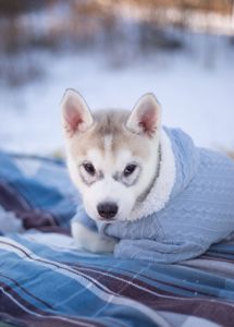Цуценя хаскі дівчинка КСУ