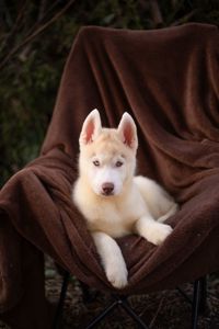 Хаскі хлопчик блакитноокий